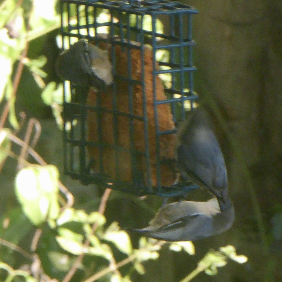 Pygmy Nuthatch - ML624210411