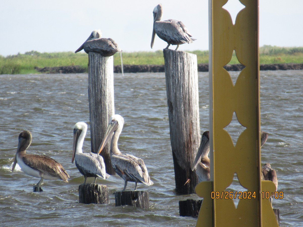 Brown Pelican - ML624210414