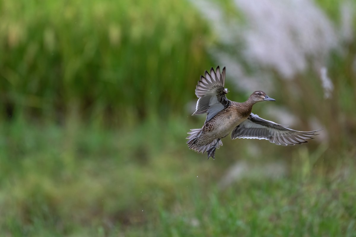 Garganey - ML624210417