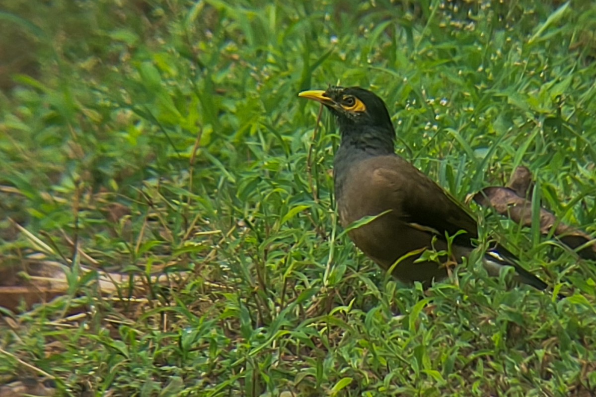 Common Myna - ML624210420