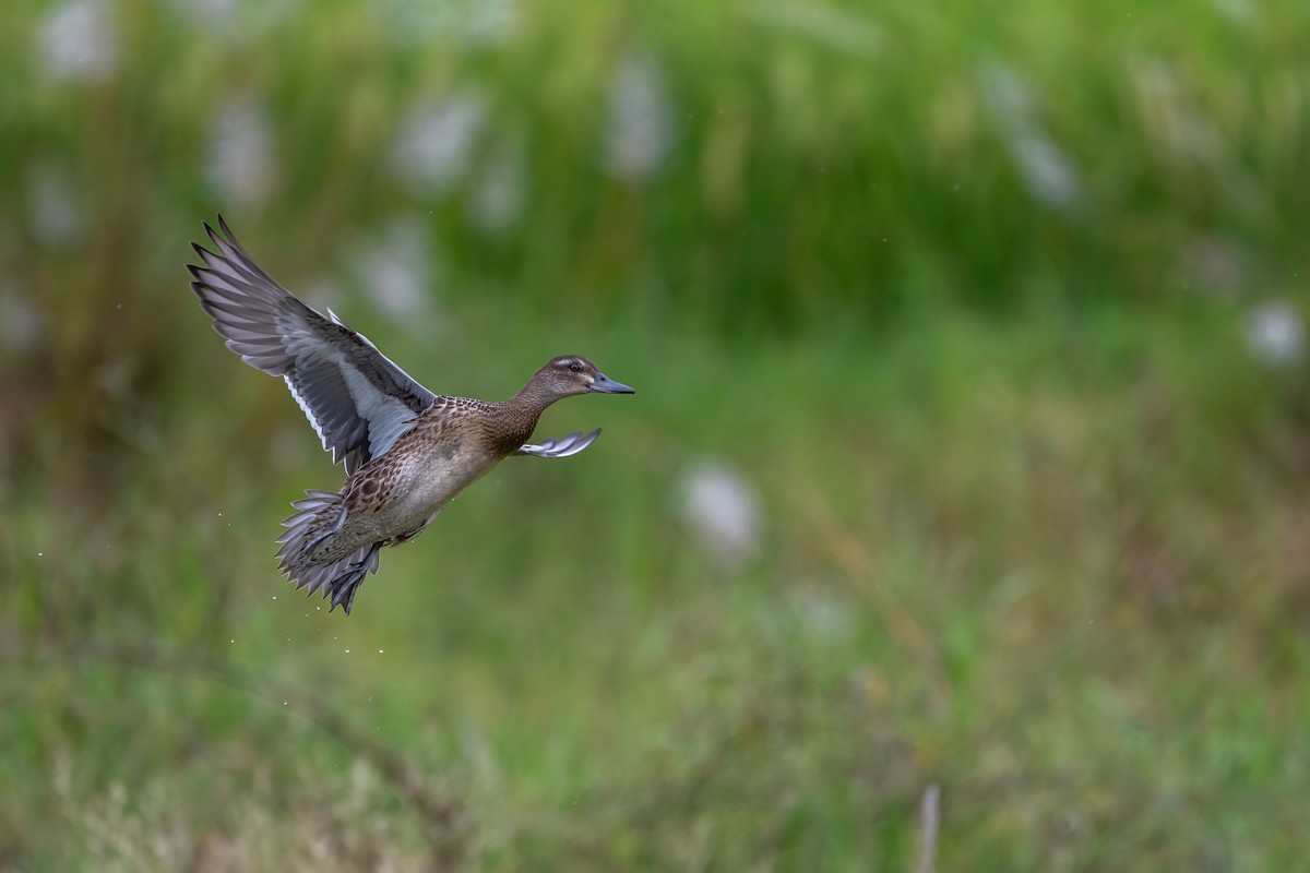 Garganey - ML624210421