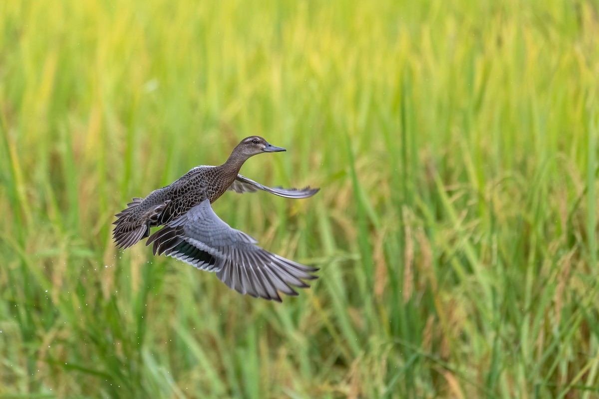 Garganey - ML624210422