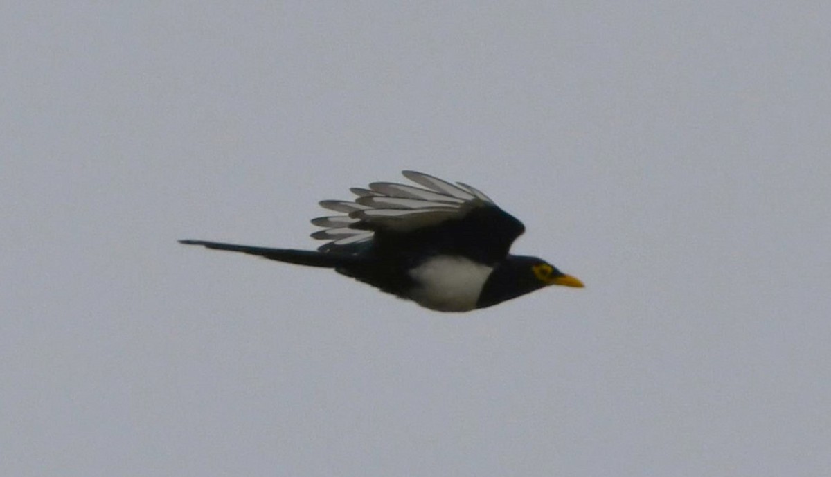 Yellow-billed Magpie - ML624210423