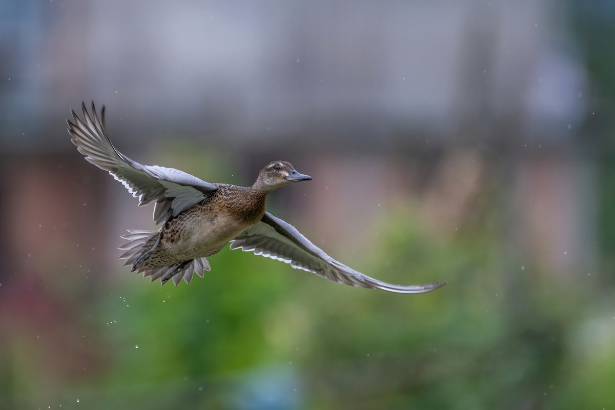 Garganey - ML624210425