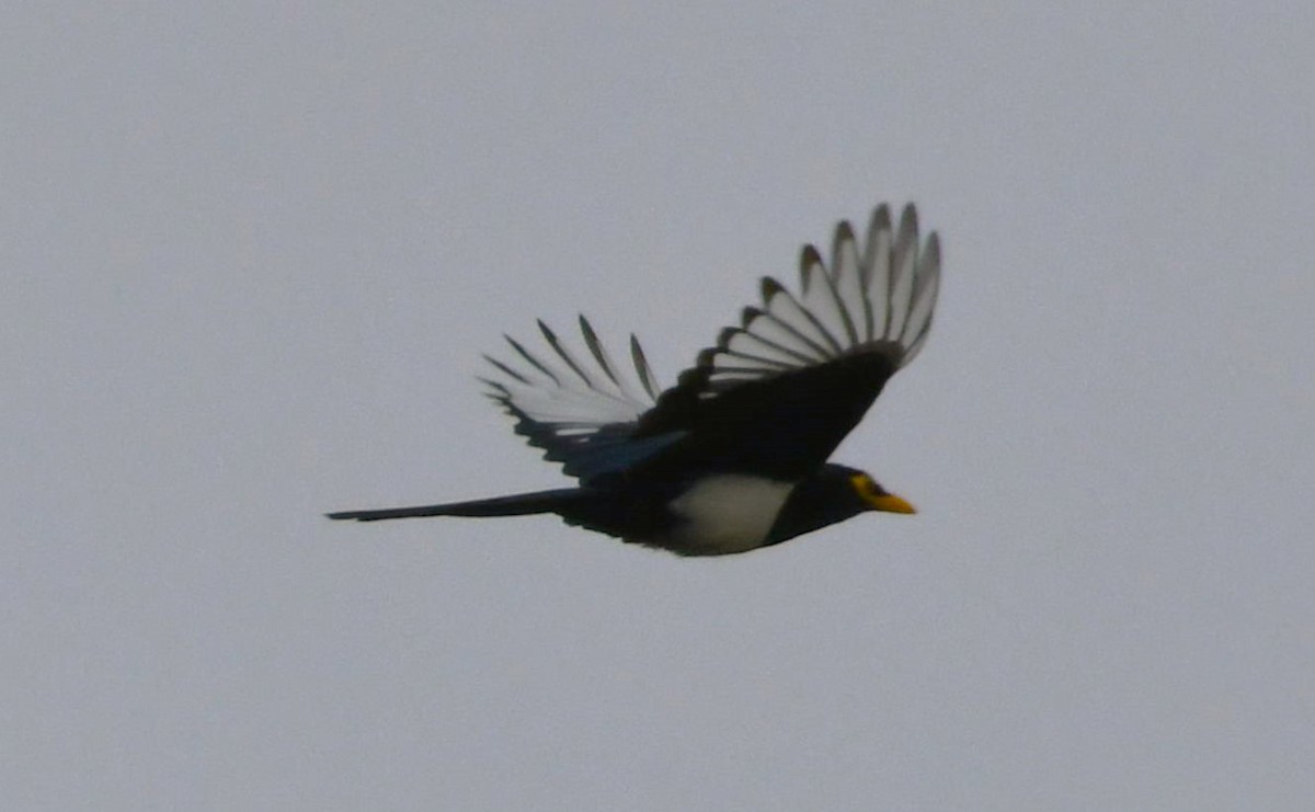 Yellow-billed Magpie - ML624210427