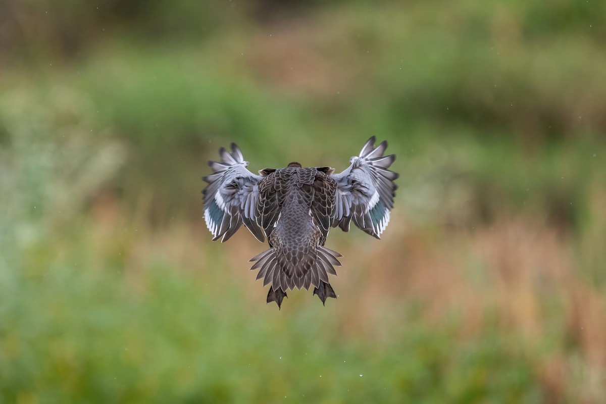 Garganey - Deepak Budhathoki 🦉