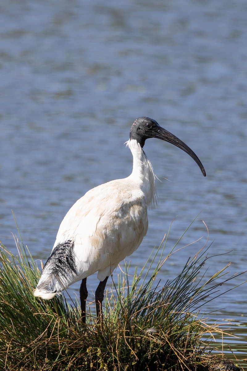 Australian Ibis - ML624210438