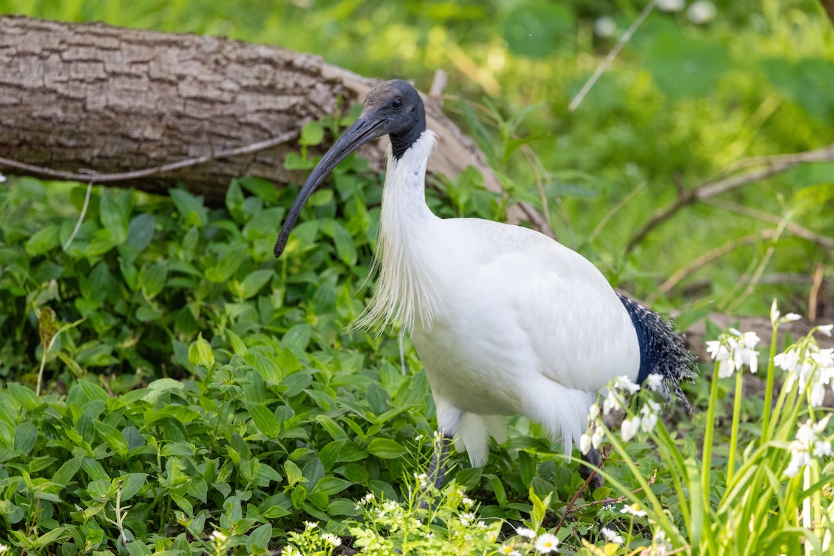 Australian Ibis - ML624210439