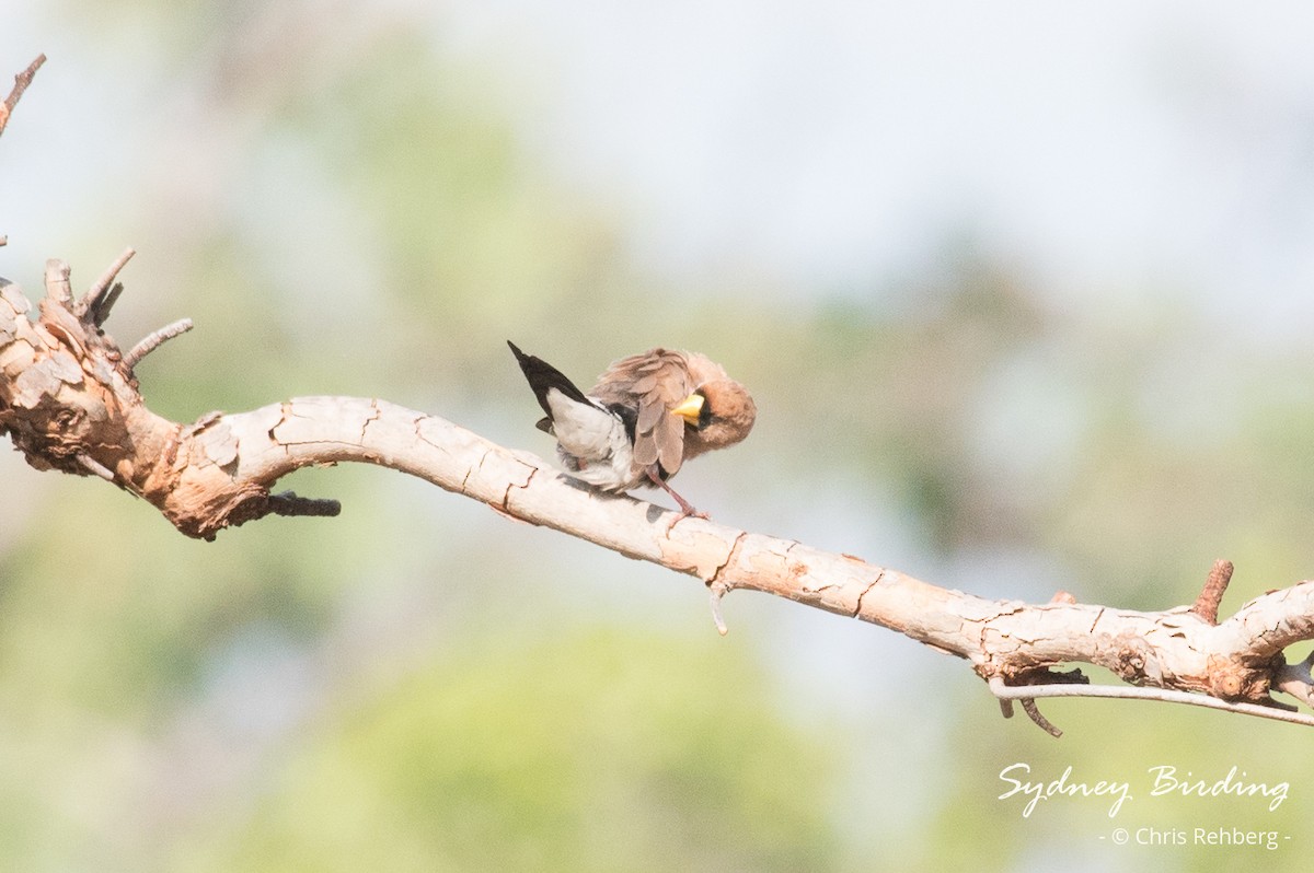 Masked Finch - ML624210440