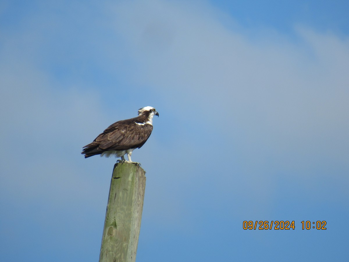 Osprey - ML624210445