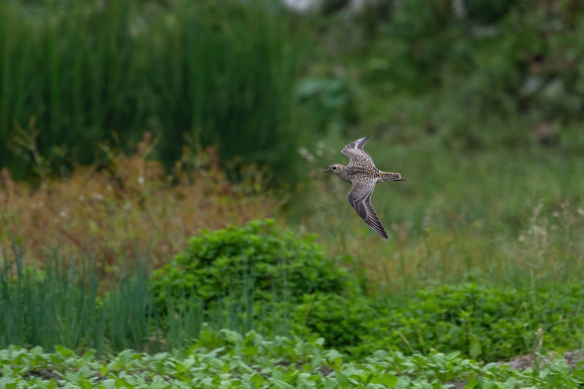 Pacific Golden-Plover - ML624210452