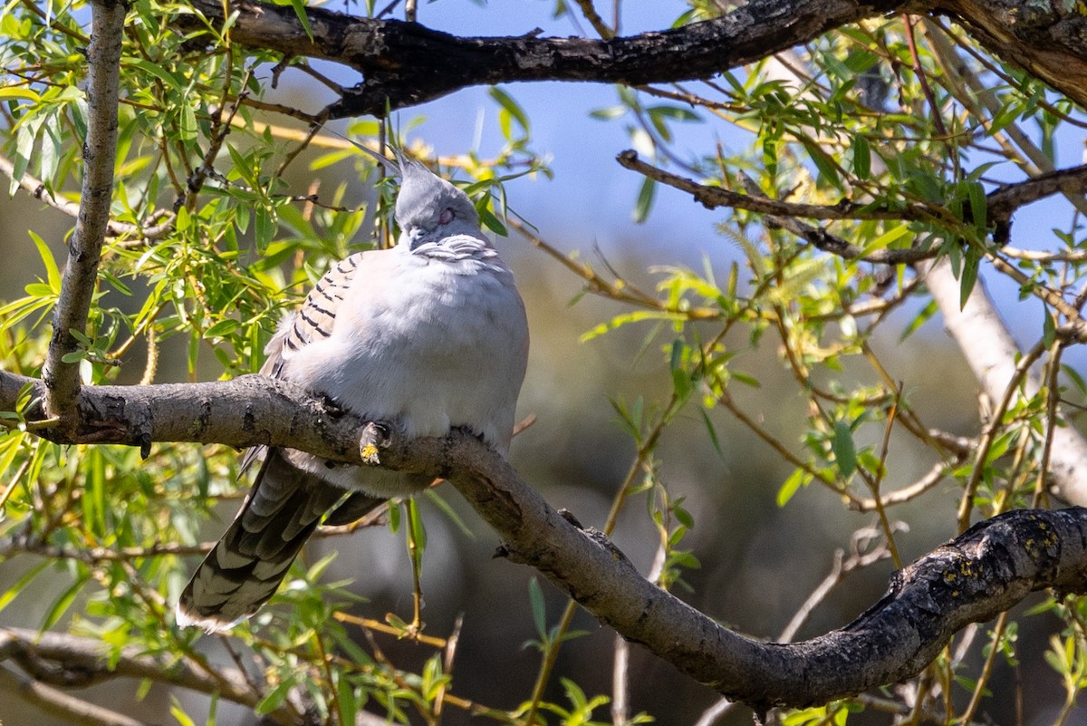 Crested Pigeon - ML624210455