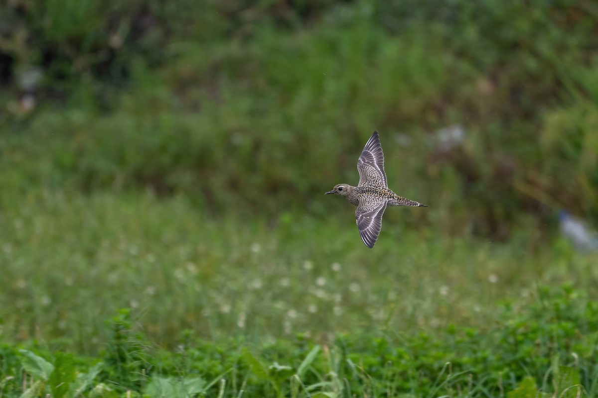 Pacific Golden-Plover - ML624210456