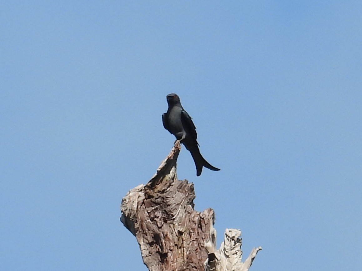 Ashy Drongo - ML624210466