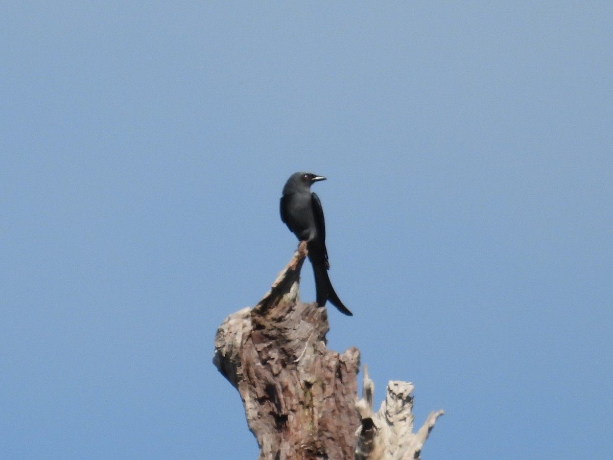 Ashy Drongo - ML624210467