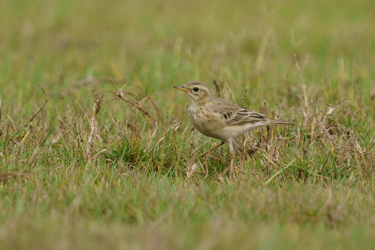 Long-legged Pipit - Reece Dodd