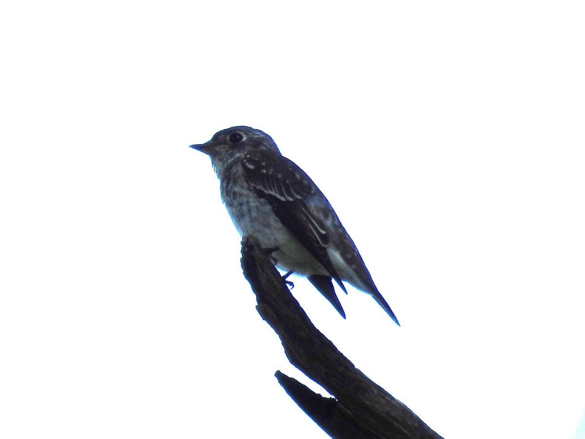 Dark-sided Flycatcher - ML624210472