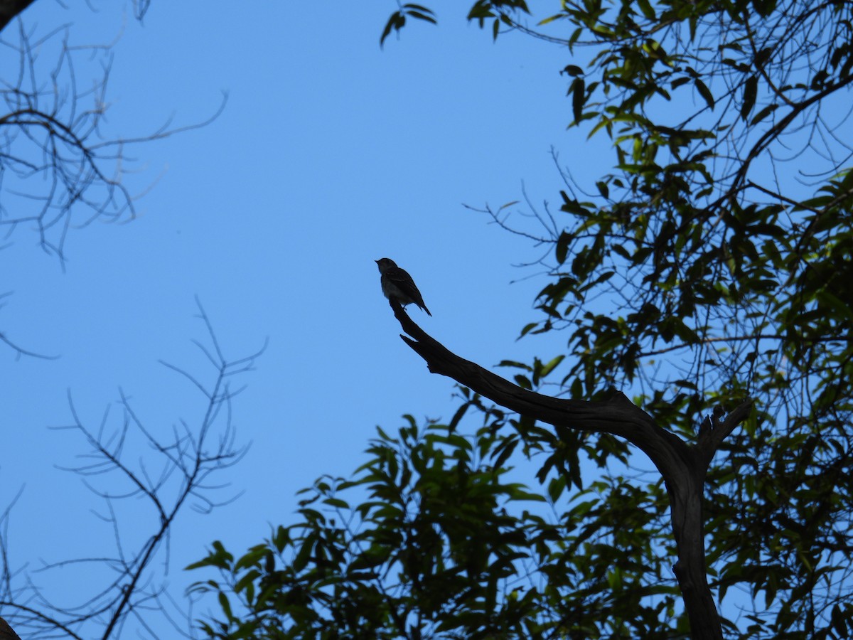 Dark-sided Flycatcher - ML624210473