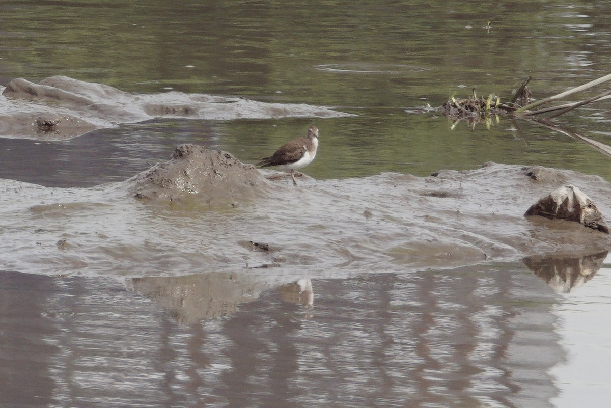 Common Sandpiper - ML624210474