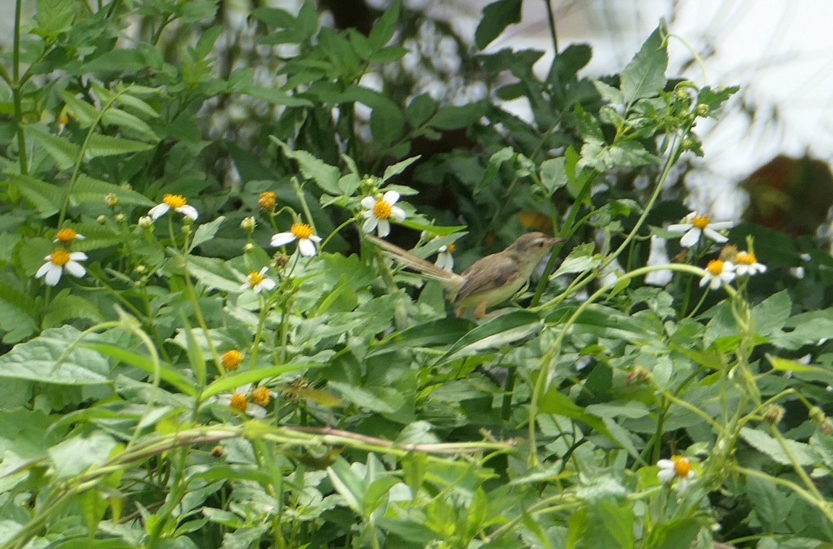 Plain Prinia - Scott Harris