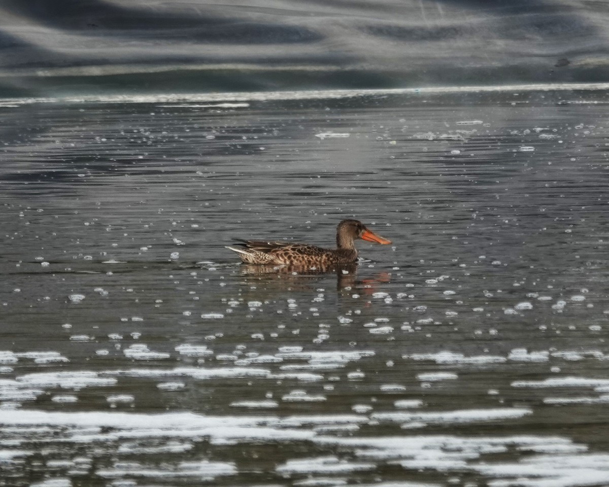 Northern Shoveler - Robin Collman