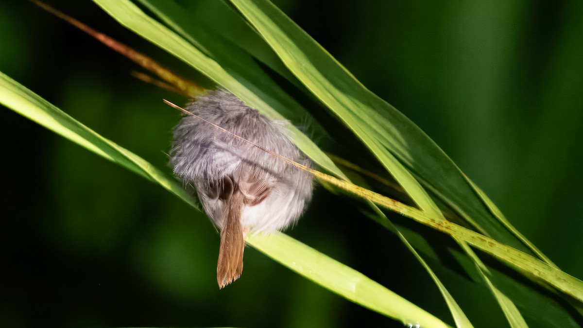 Rufous-tailed Tailorbird - ML624210537