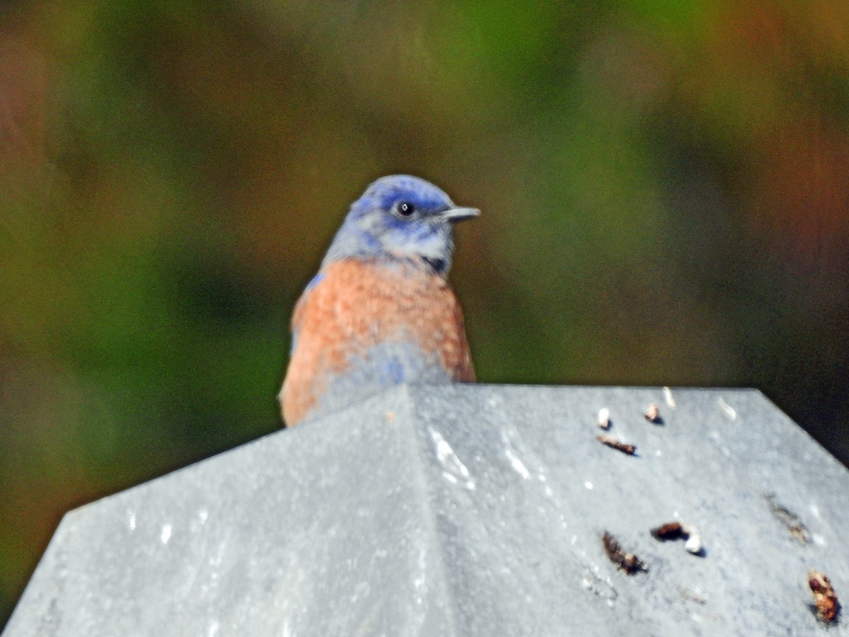 Western Bluebird - ML624210542