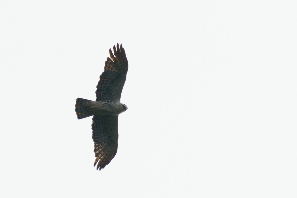 Congo Serpent-Eagle - ML624210548