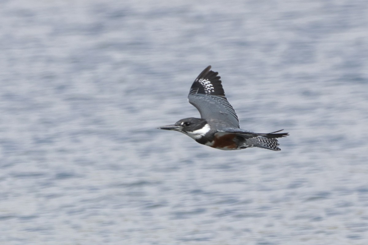 Belted Kingfisher - ML624210554