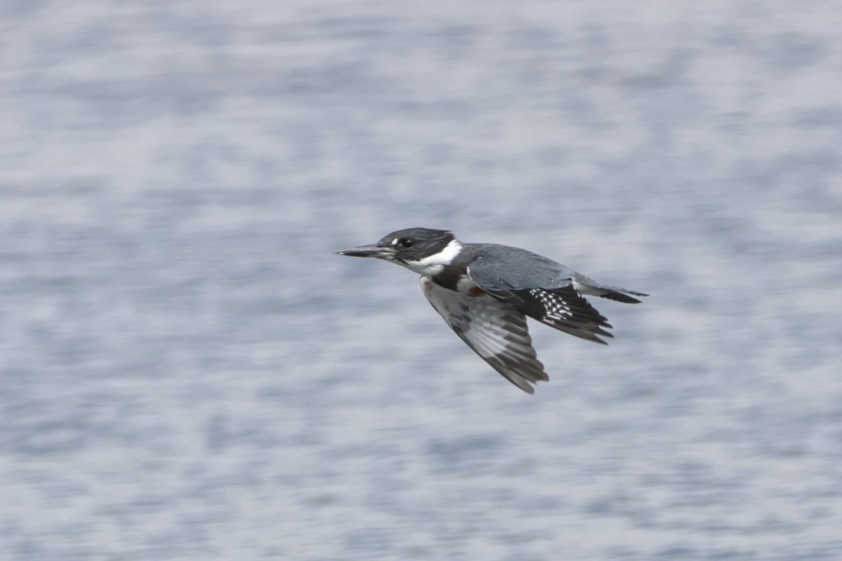 Belted Kingfisher - ML624210555