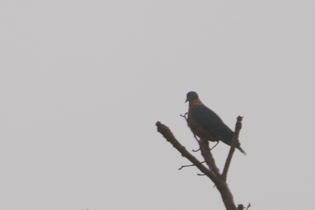 Western Bronze-naped Pigeon - ML624210556