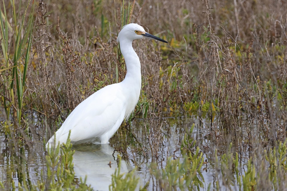 Snowy Egret - ML624210557