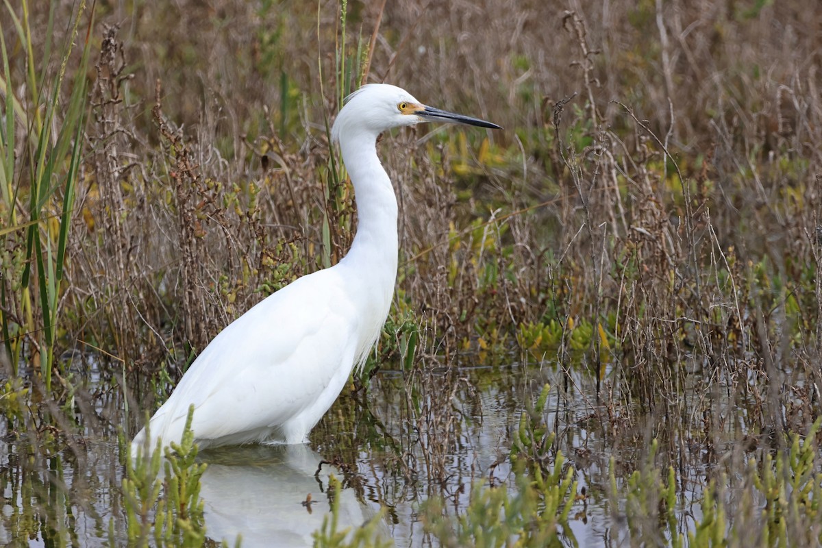 Snowy Egret - ML624210558