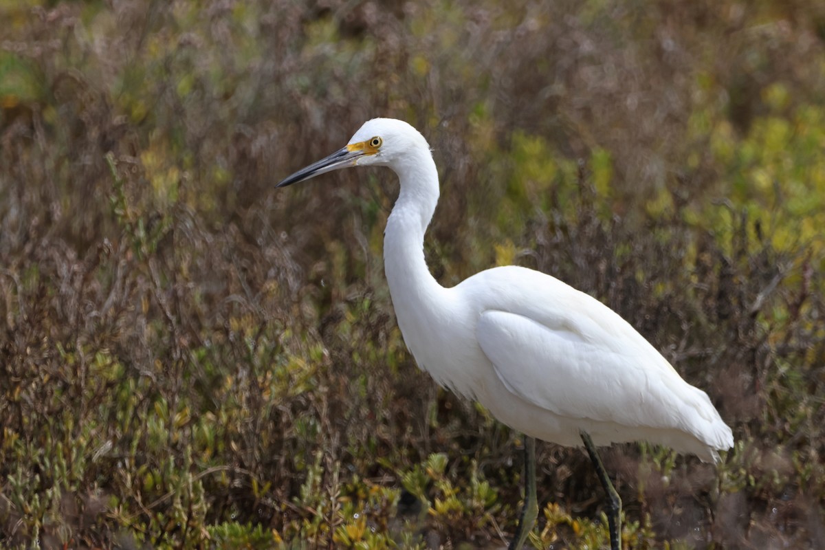 Snowy Egret - ML624210559