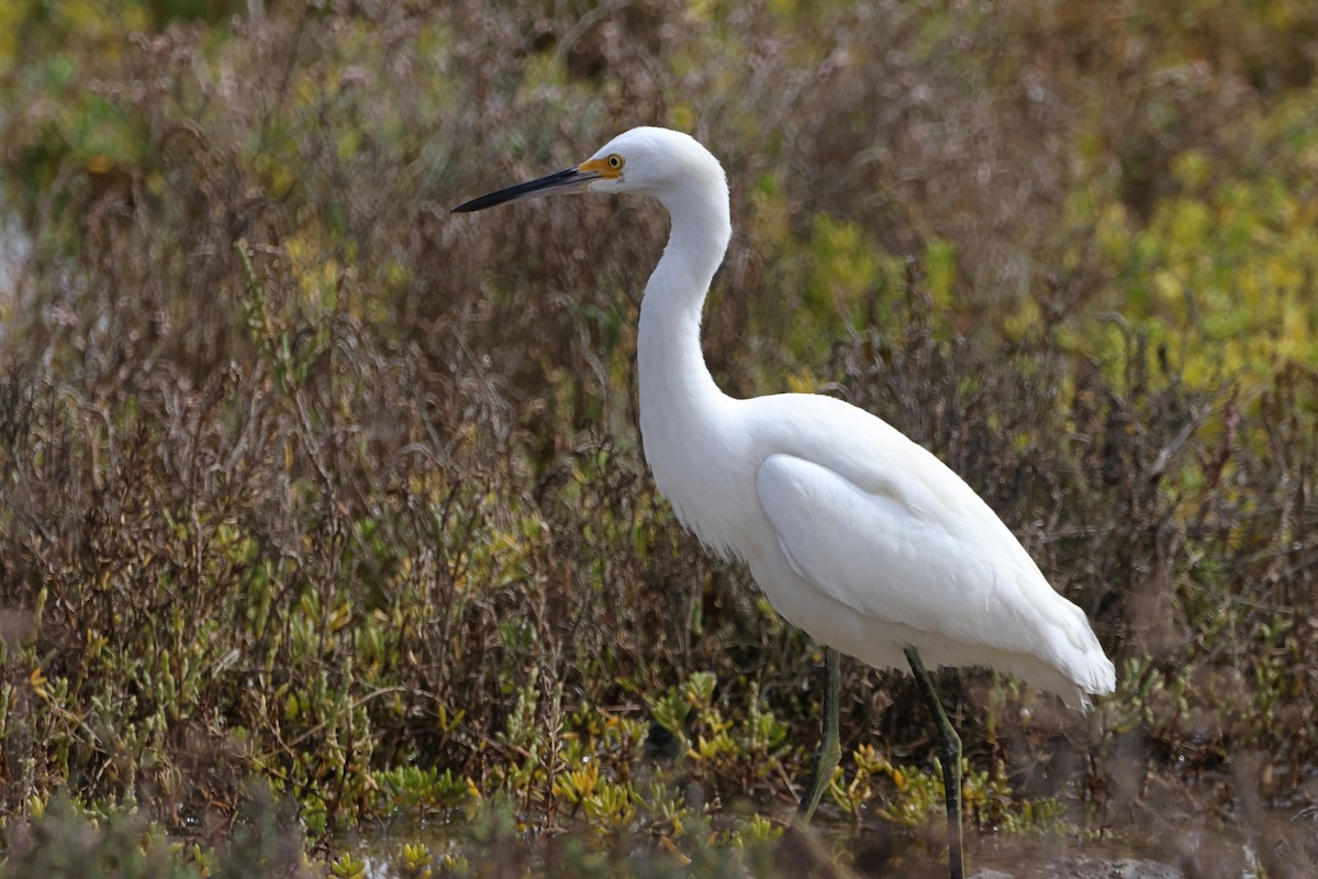 Snowy Egret - ML624210560