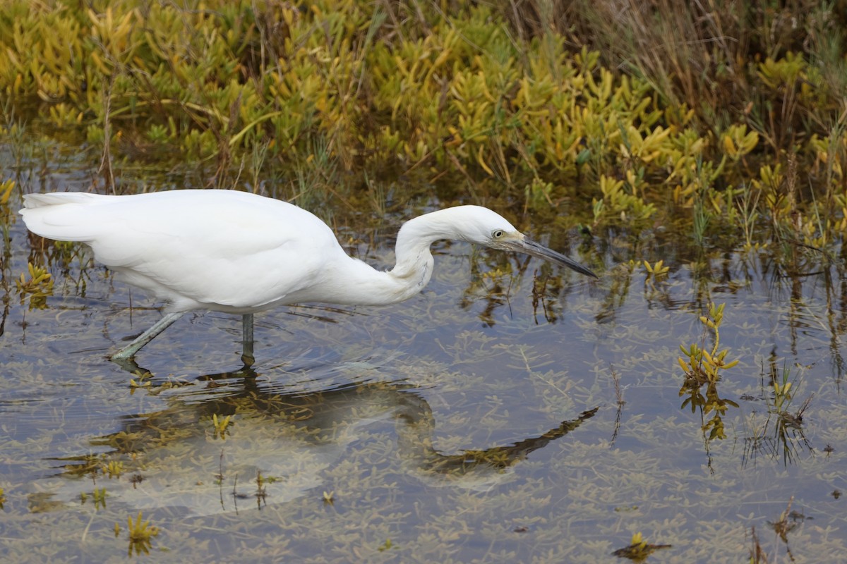 Snowy Egret - ML624210561