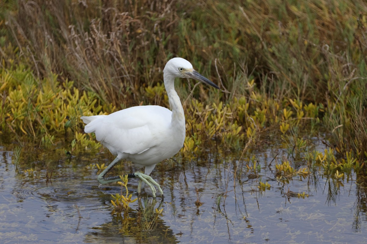 Snowy Egret - ML624210562