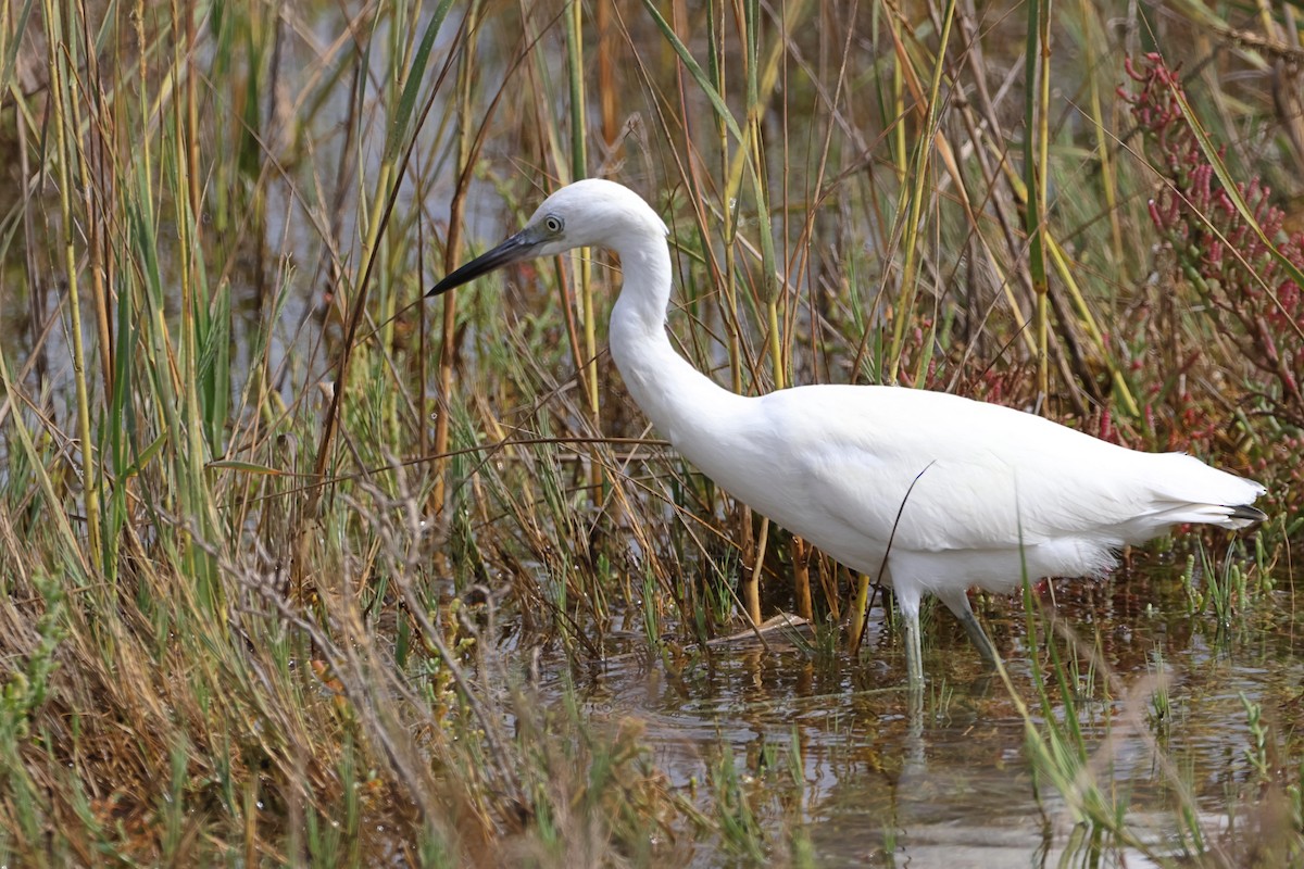 Little Blue Heron - ML624210564