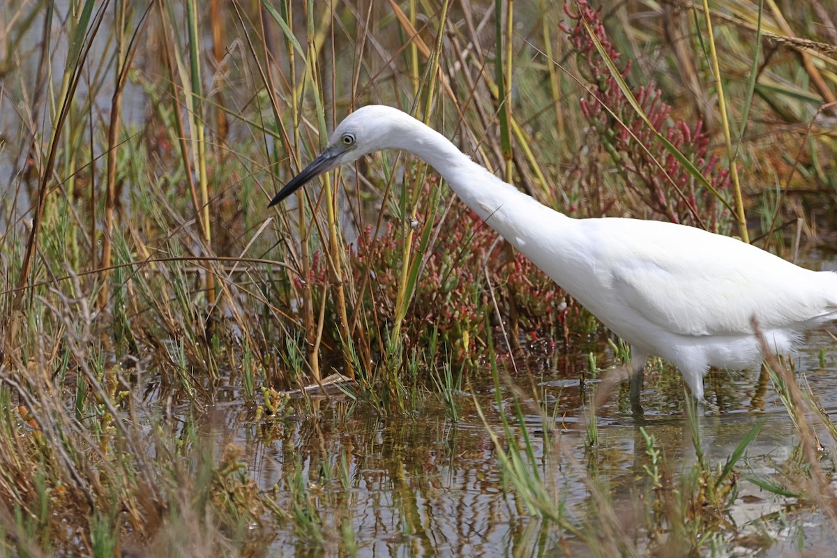 Little Blue Heron - ML624210565