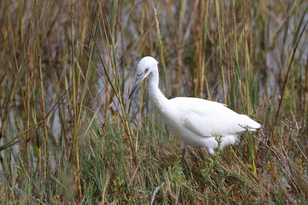 Little Blue Heron - ML624210566