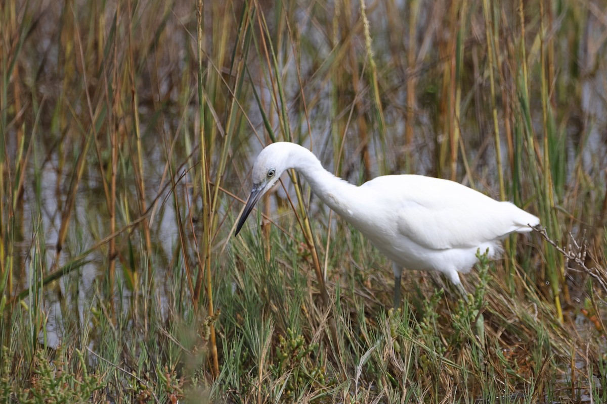 Little Blue Heron - ML624210567