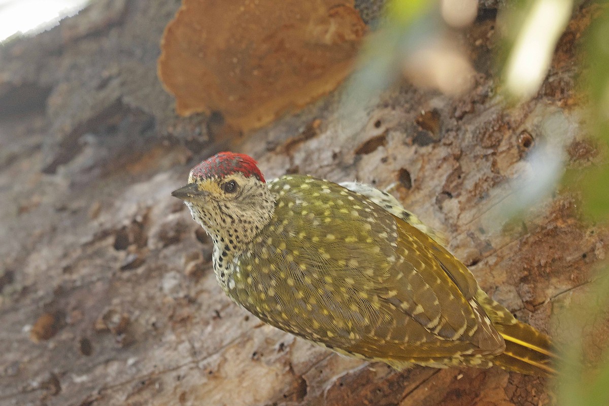 Green-backed Woodpecker - ML624210573