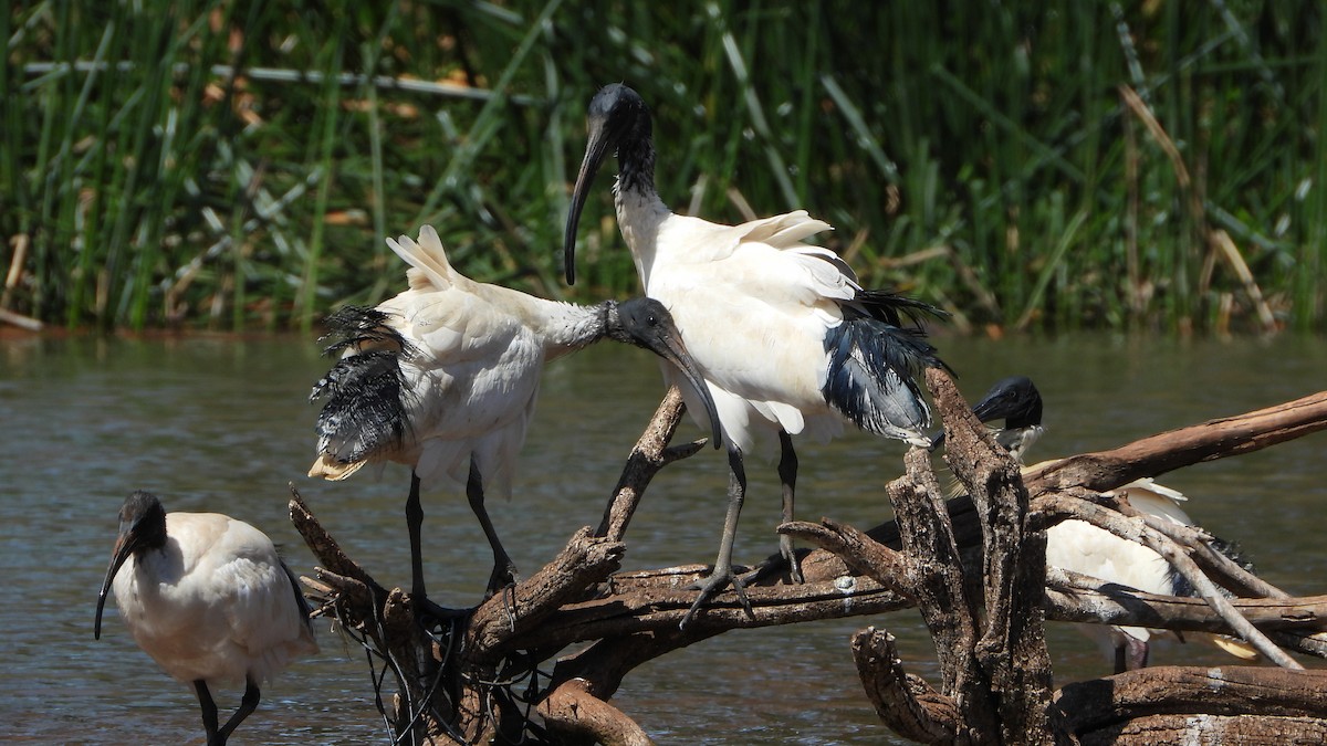 Australian Ibis - ML624210601