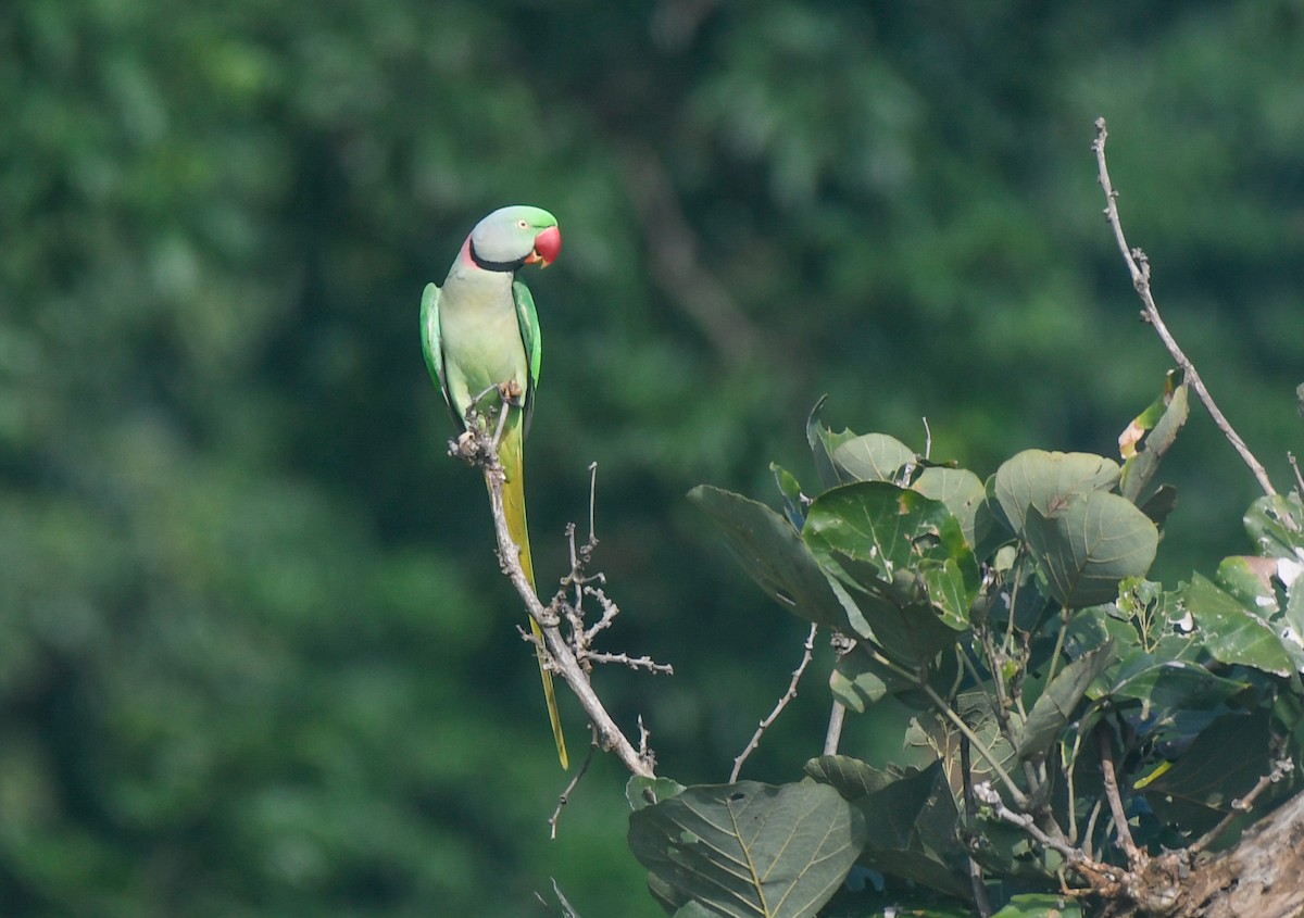 Alexandrine Parakeet - ML624210652