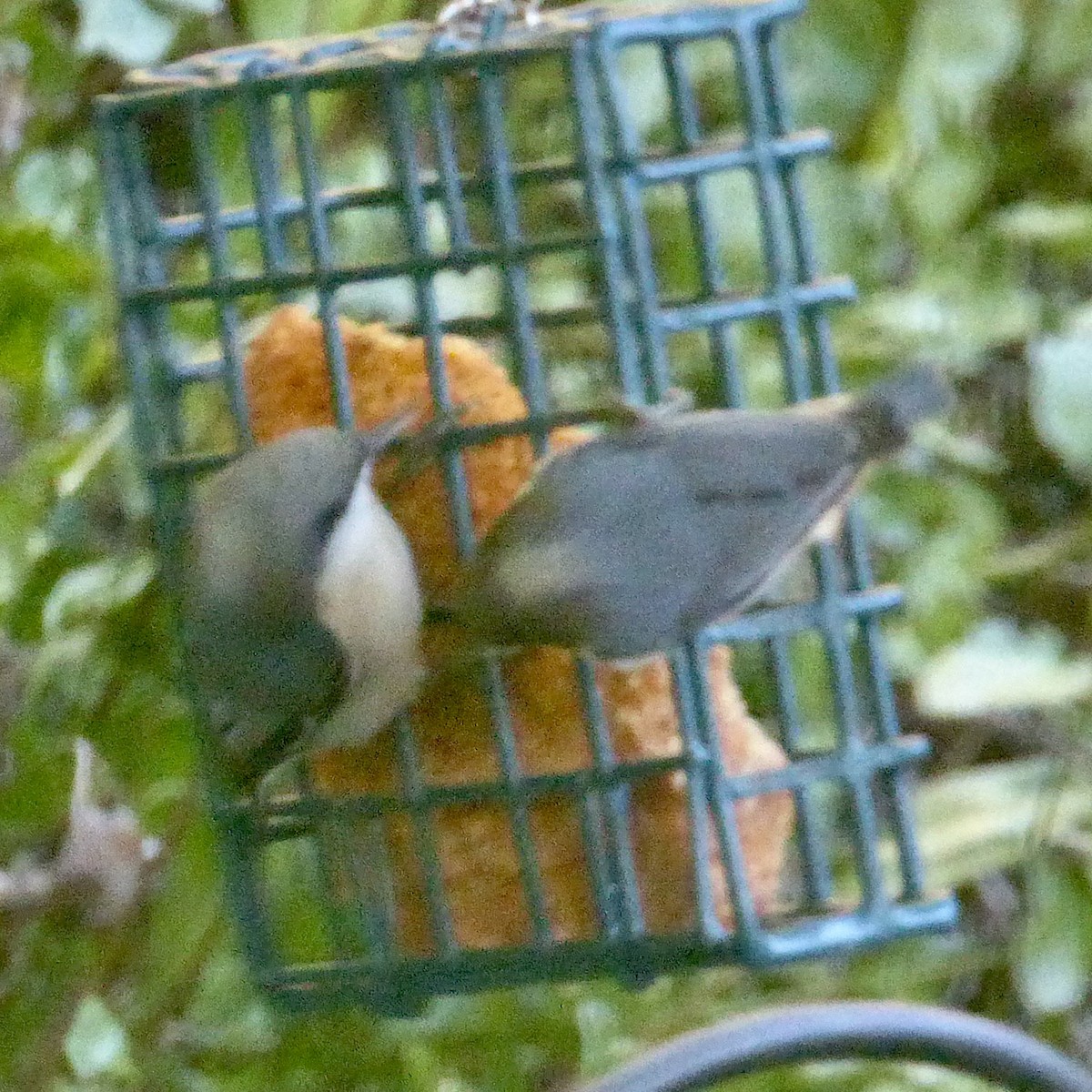 Pygmy Nuthatch - ML624210678