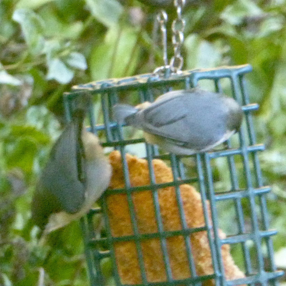 Pygmy Nuthatch - ML624210692