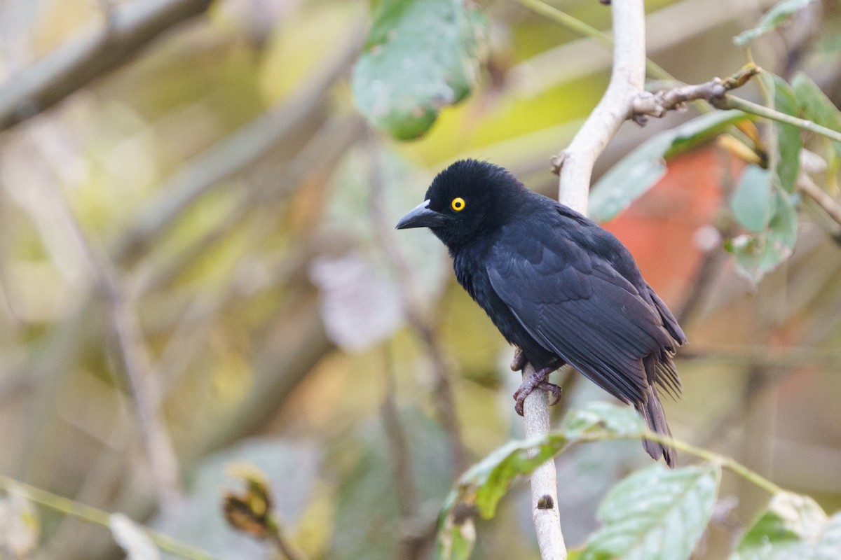 Vieillot's Black Weaver - ML624210693