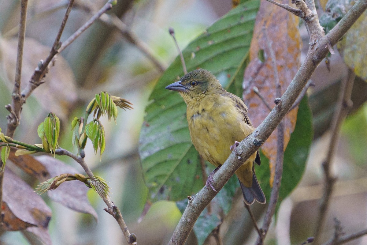 Vieillot's Black Weaver - ML624210694