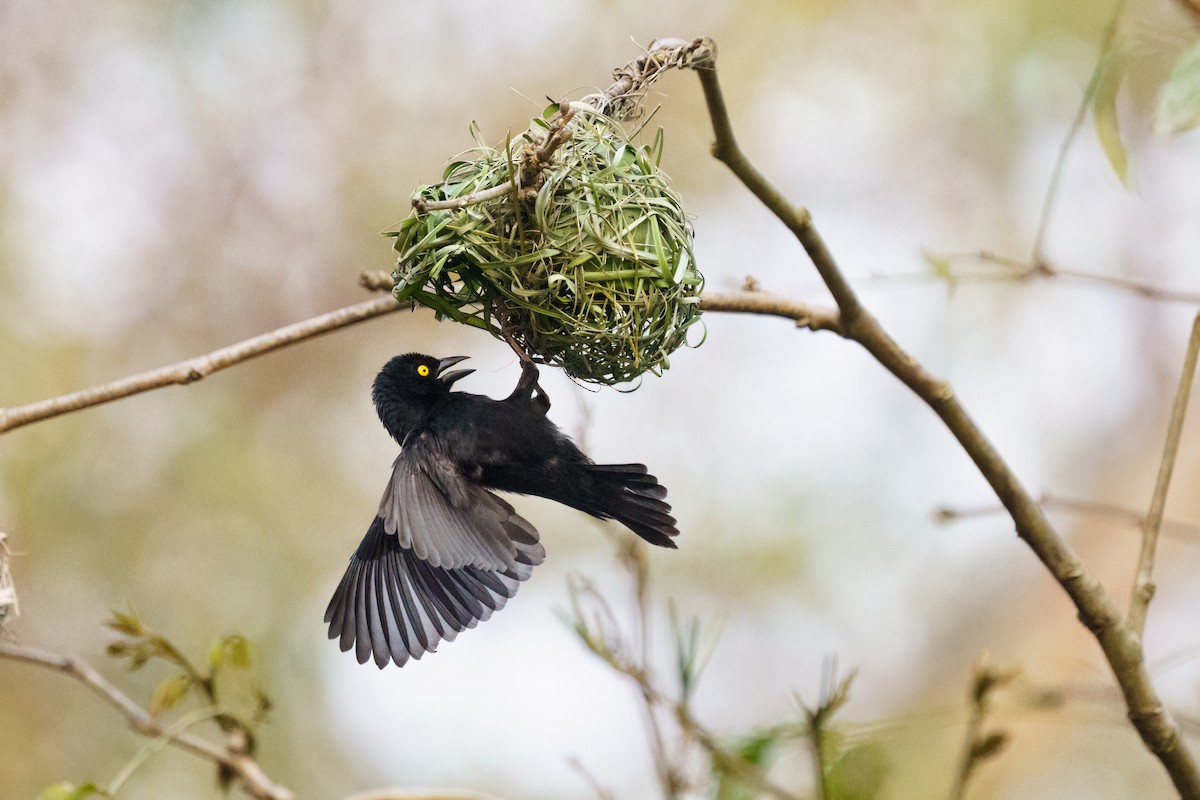 Vieillot's Black Weaver - ML624210695