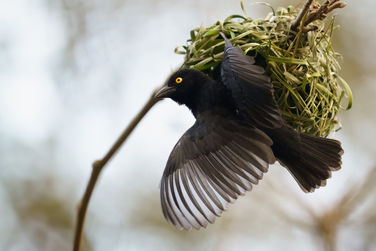 Vieillot's Black Weaver - ML624210696